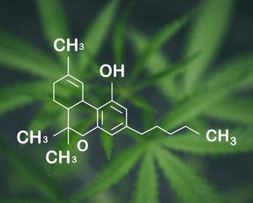 cannabis science
